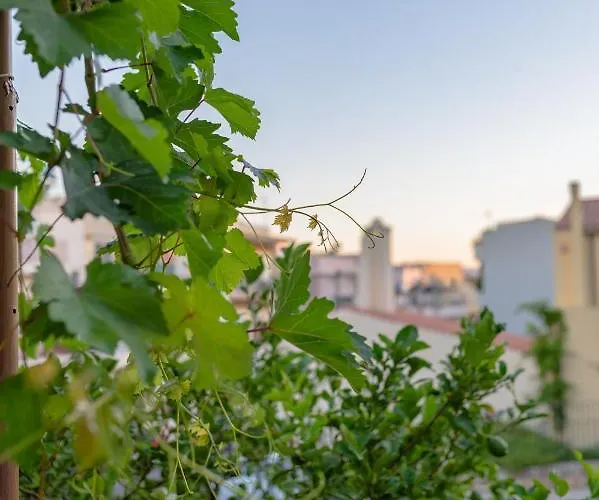 Marthas Delight * ハニア