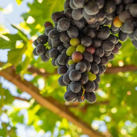 Διαμέρισμα Marthas Delight Χανιά