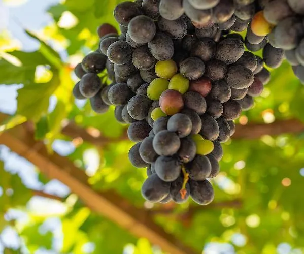 Διαμέρισμα Marthas Delight Χανιά